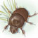 Beveled Bull-headed dung beetle Onthophagus taurus Schreber