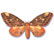 Beveled Regal moth Citheronia regalis Fabricius