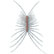 Beveled House centipede Scutigera coleoptrata