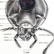 Beveled American cockroach dissection Periplaneta americana Linnaeus