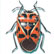 Beveled Harlequin bug Murgantia histrionica Hahn