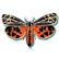 Beveled Virgin tiger moth Grammia virgo Linnaeus