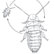 Beveled Madagascar giant hissing cockroach lifecycle