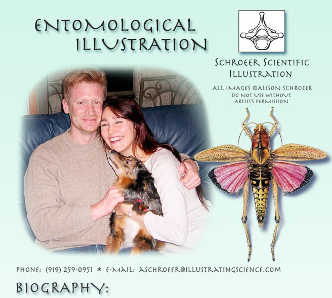 Biography-Eastern-Lubber-Grasshopper-Illustration