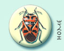 Home virging tiger moth illustration button