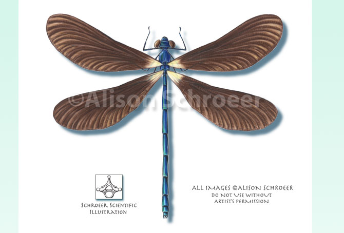Portfolio 15 Black-winged damselfly illustration Calopteryx maculata Beauvois