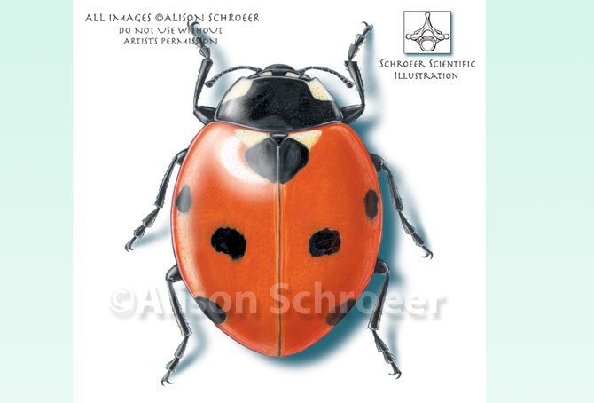 Portfolio 18 Seven-spotted ladybug illustration Coccinella septempunctata