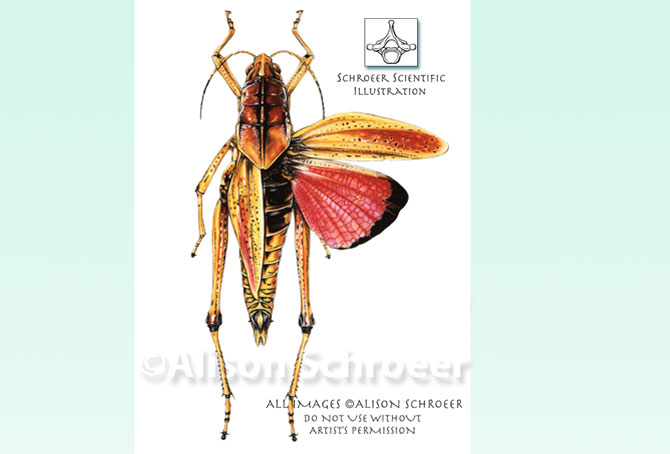 2-Portfolio-Eastern-Lubber-Grasshopper-Illustration-1-Romalea-guttata-Houttuyn
