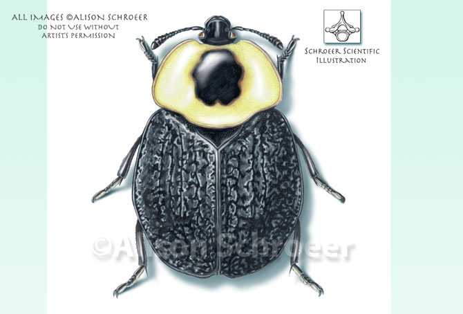 Portfolio 22 American carrion beetle Necrophila americana Silpha