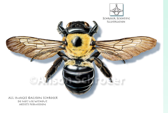 honey bee scientific drawing