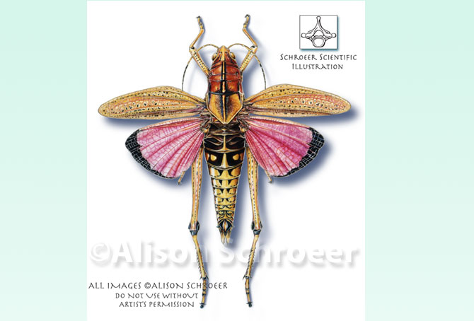 Portolio 3 Eastern Lubber Grasshopper Illustration 2 Romalea guttata Houttuyn