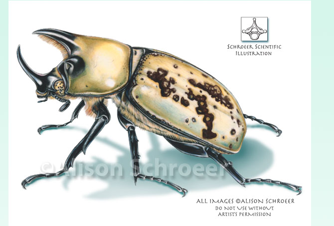 Portfolio 30 Eastern Hercules beetle illustration Dynastes tityus Linnaeus