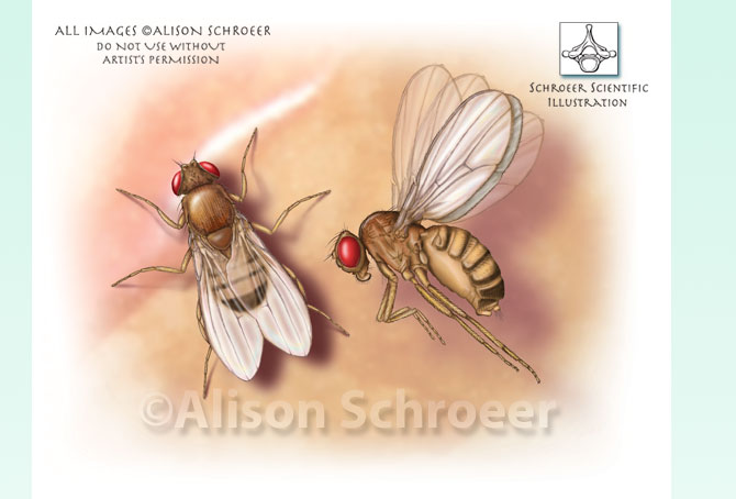 Portfolio 32 Fruit fly illustration Drosophila melanogaster