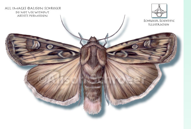 Portfolio 33 Miller moth army cutworm Euxoa auxiliaris