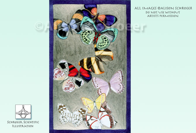 Portfolio 40 Gilded butterfly specimen illustration collage 2
