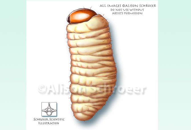 Portfolio 41 Bluegrass billbug larva Sphenophorus parvulus Gyllenhal