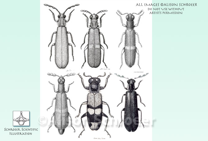 Portfolio 44 Checkered beetle illustration