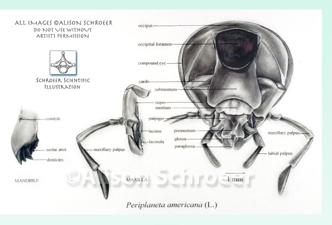 Portfolio 47 American cockroach head dissection illustration Periplaneta americana Linnaeus