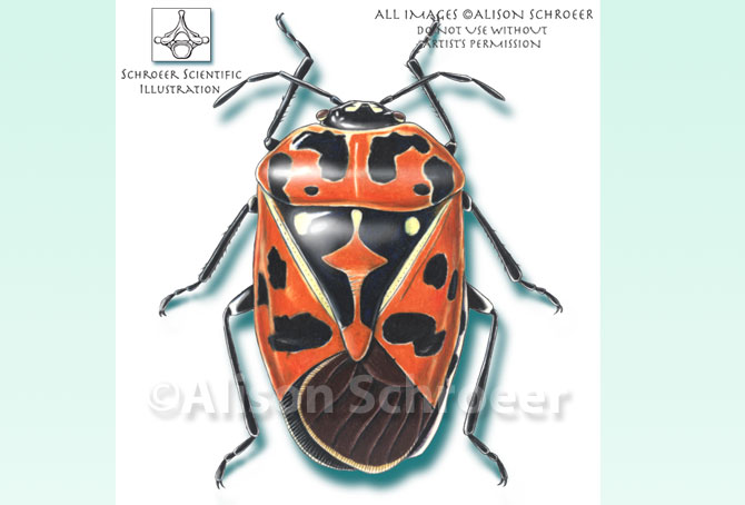 Portfolio 48 Harlequin bug illustration Murganita histrionica Hahn