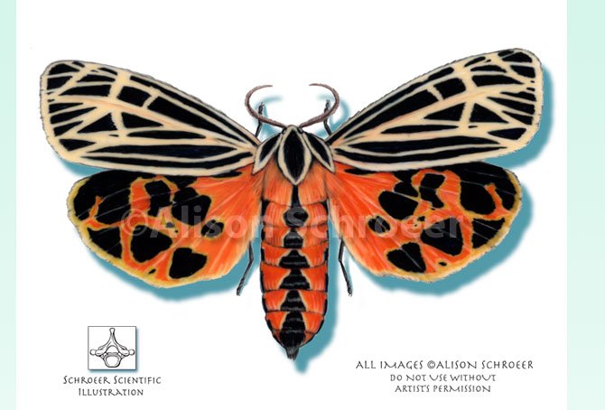 Portfolio 53 Virgin tiger moth illustration Grammia virgo Linnaeus