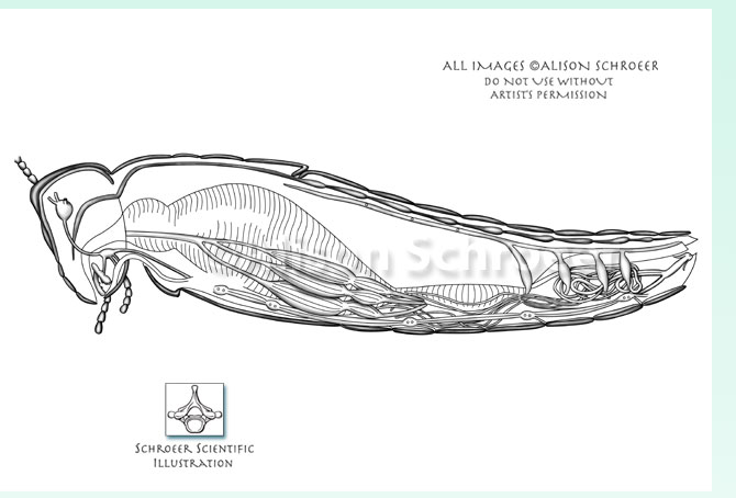 Portfolio 54 Grasshopper anatomy dissection illustration
