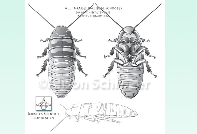 Portfolio 56 Madagascar hissing cockroach illustration Gromphadorhina portentosa