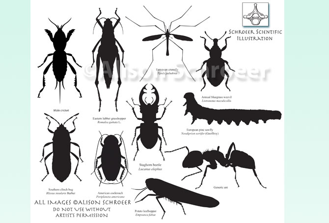 Portfolio 58 Insect silhouettes illustration