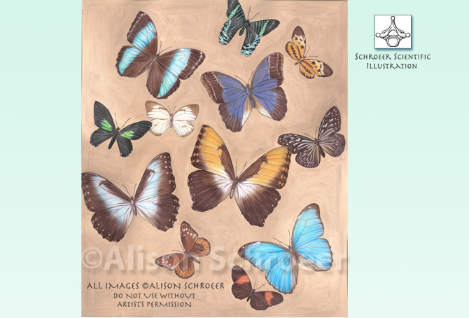 Portfolio 60 Gilded butterfly specimen collage 3