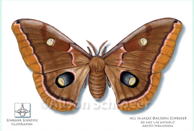 Portfolio 9 Polyphemus moth illustration Anteraea polyphemus